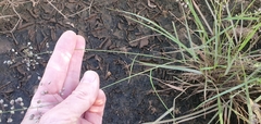 Eragrostis
