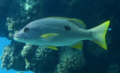 Lutjanus monostigma