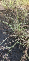 Eragrostis