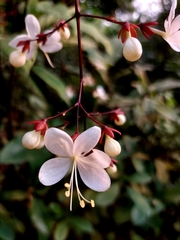 Clerodendrum schmidtii