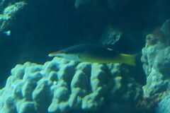 Gomphosus klunzingeri