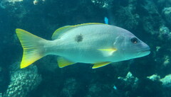 Lutjanus monostigma