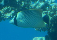 Chaetodon trifascialis