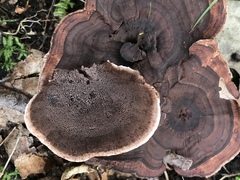 Hydnellum scrobiculatum