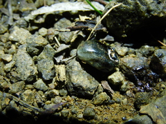 Ixodes cornuatus