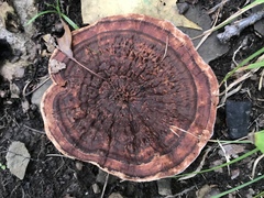 Hydnellum scrobiculatum