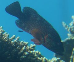 Cephalopholis miniata