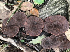 Hydnellum scrobiculatum