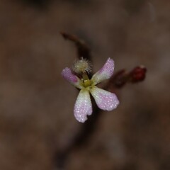 Stylidium inundatum