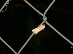 Leucania inconspicua