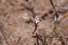 Stylidium inundatum
