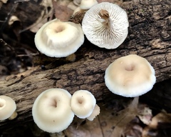 Lentinellus