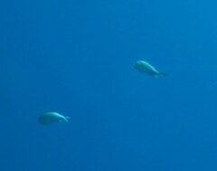 Chromis