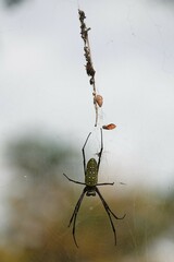 Trichonephila antipodiana