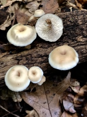 Lentinellus