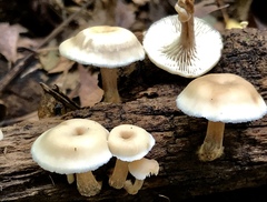 Lentinellus