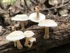Lentinellus