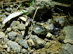 Ixodes cornuatus
