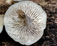 Lentinellus