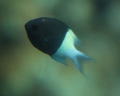 Pycnochromis dimidiatus