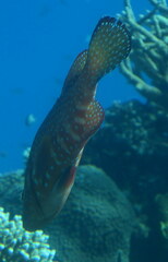 Cephalopholis miniata