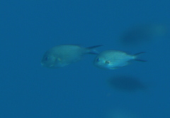 Chromis flavaxilla