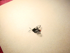 Aethria analis