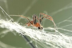 Trichonephila antipodiana
