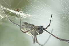 Trichonephila antipodiana