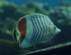 Chaetodon paucifasciatus