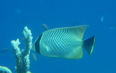Chaetodon trifascialis