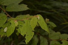 Seringia arborescens