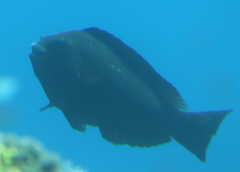 Calotomus viridescens