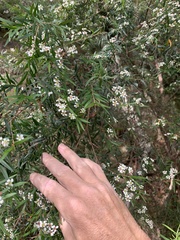 Sannantha pluriflora