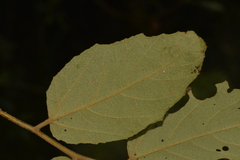 Seringia arborescens