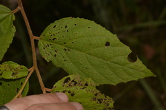 Seringia arborescens