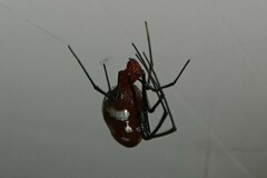 Argyrodes flavescens