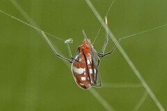 Argyrodes flavescens