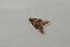 Elophila nigralbalis