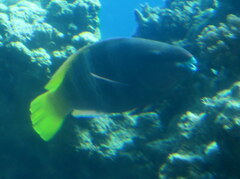 Scarus ferrugineus