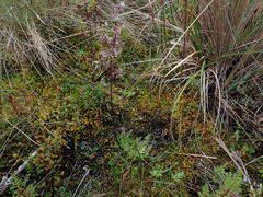 Valeriana isoetifolia