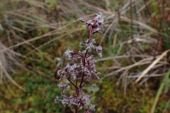 Valeriana isoetifolia