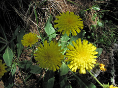 Hieracium scorzonerifolium
