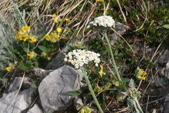 Achillea clavennae