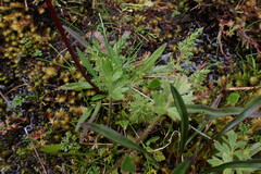 Valeriana isoetifolia