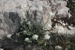 Achillea clavennae