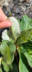 Hermas ciliata