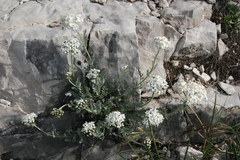 Achillea clavennae