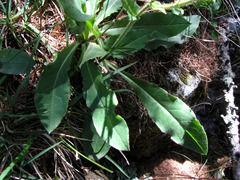 Hieracium scorzonerifolium