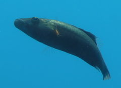 Oxycheilinus digramma